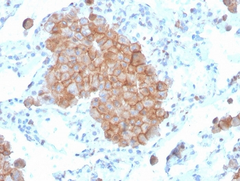 CD86 Antibody
