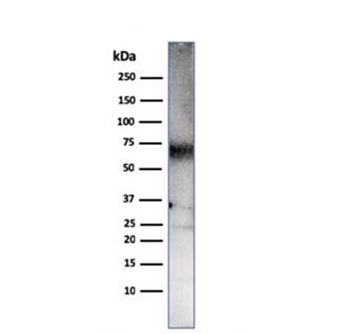 CD86 Antibody