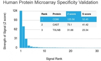 CD86 Antibody