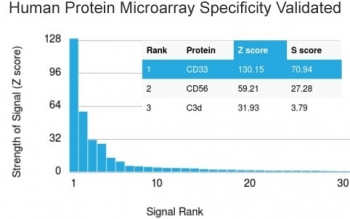 CD33 Antibody