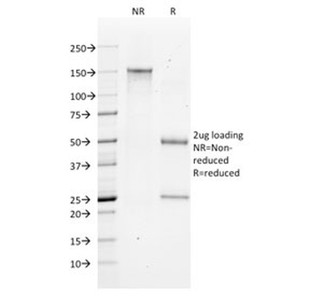 Bax Antibody
