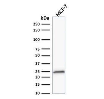 Bcl-2 Antibody Cocktail