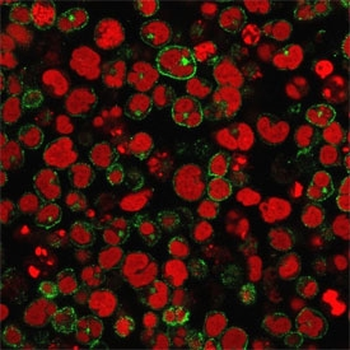 CD2 Antibody