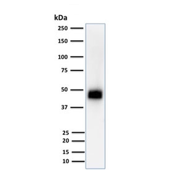 CD2 Antibody