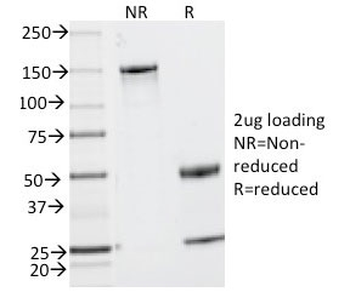 CD2 Antibody