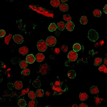 CD6 Antibody