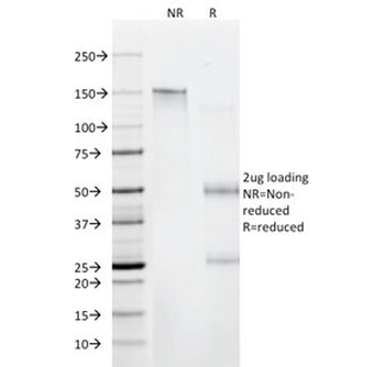 CD6 Antibody