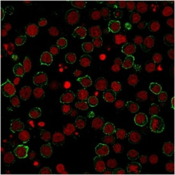 CD28 Antibody