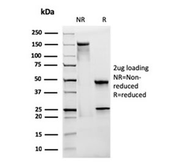 CD28 Antibody