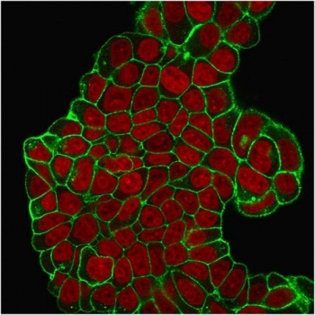 CD47 Antibody / IAP / Integrin Associated Protein