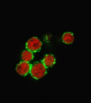 CD47 Antibody / IAP / Integrin Associated Protein