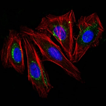 CD63 Antibody / LAMP-3
