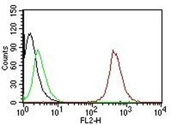 CD63 Antibody / LAMP-3