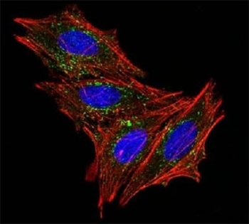CD63 Antibody / LAMP-3