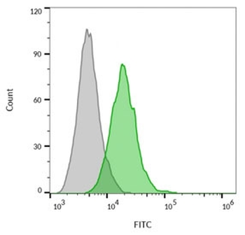 CD63 Antibody / LAMP-3