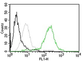 CD63 Antibody / LAMP-3