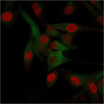CD68 Antibody