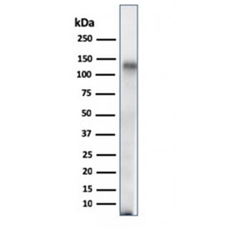 CD68 Antibody