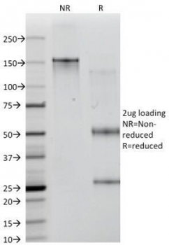 CD35 Antibody