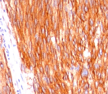 c-Kit Antibody / CD117