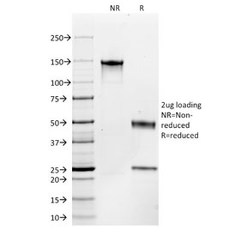 c-Kit Antibody / CD117