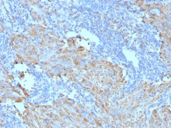 c-Kit Antibody / CD117