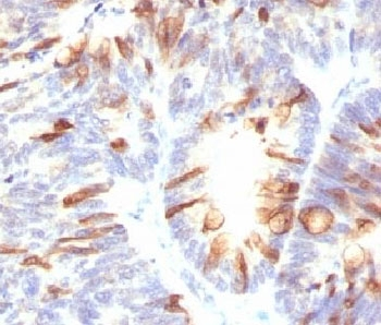 MUC2 Antibody / Mucin-2