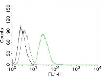 ODC-1 Antibody / Ornithine Decarboxylase