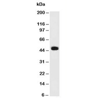 PAX6 Antibody