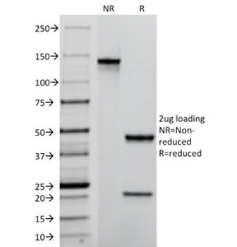 PECAM-1 Antibody PE Conjugate