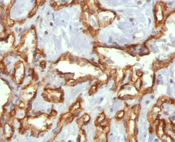 CD31 Antibody / PECAM-1