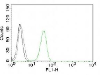 CD31 Antibody / PECAM-1