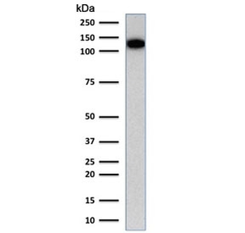 CD31 Antibody / PECAM-1