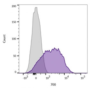 CD45 Antibody (Leukocyte marker)
