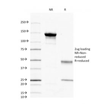 CD45 Antibody (Leukocyte marker)