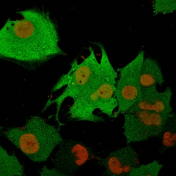 PGP9.5 / UchL1 Antibody
