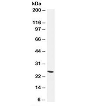 UchL1 Antibody