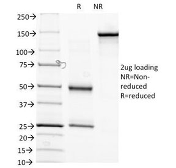 Biotin / Vitamin B7 / Vitamin H Antibody