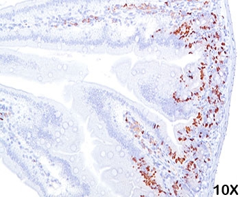 BrdU Antibody