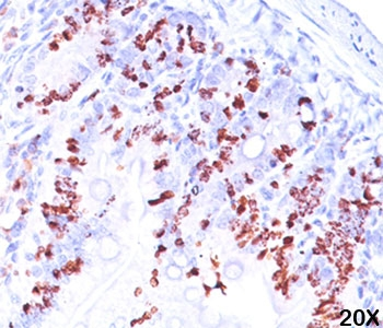 BrdU Antibody