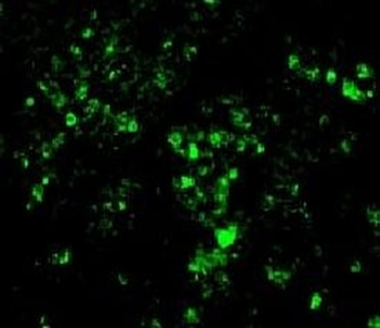 BrdU Antibody