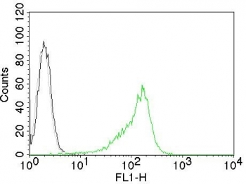 Human Nucleolar Antigen Antibody / Nucleoli Marker