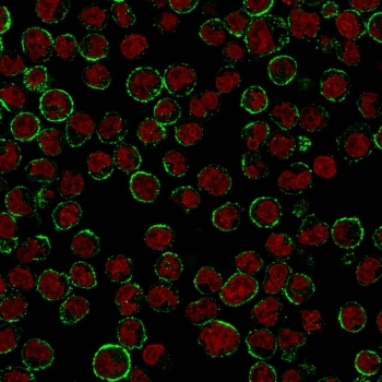 CD19 Antibody / B-lymphocyte marker