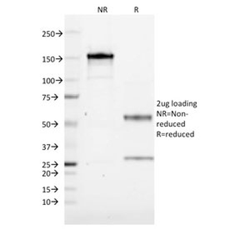 CD19 Antibody / B-lymphocyte marker