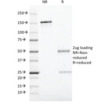 CD19 Antibody / B-lymphocyte marker