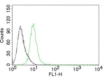 p27K1 Antibody