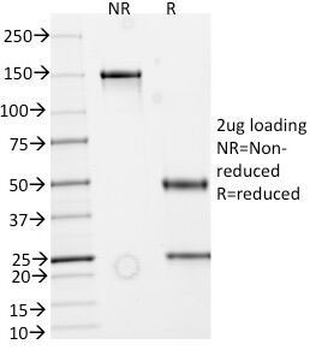 Secretory Component p85 Antibody / ECM1