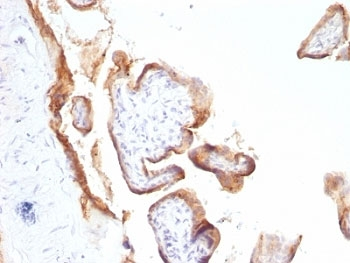 EGF Receptor / EGFR Antibody