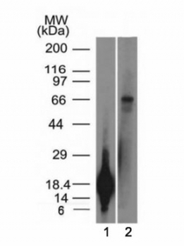 TRIM29 Antibody