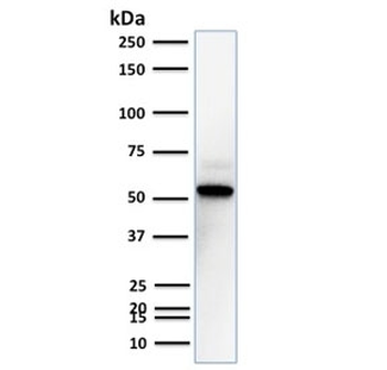TOX3 Antibody